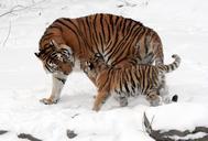 tiger-siberian-tiger-tiger-baby-67577.jpg