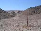 desert-dry-tree-alone-hot-388656.jpg