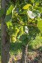 grapes-vines-wine-harvest-fruit-621681.jpg