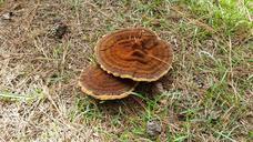 mushroom-nature-natural-plant-662083.jpg