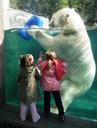 polar-bear-large-white-children-980781.jpg