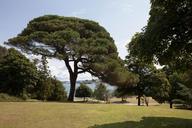 park-trees-meadow-pine-solitaire-419642.jpg