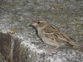 sparrow-birds-female-plumage-141996.jpg