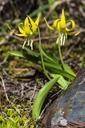 Glacier_Lily_-_Erythronium_grandiflorum.jpg