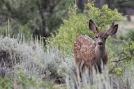 deer-nature-wildlife-natural-tree-417607.jpg