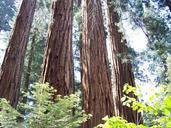 sequoia-grants-grove-mammoth-trees-1040998.jpg