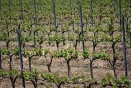 vines-wines-france-vineyard-white-652509.jpg