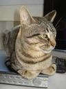 cat-tabby-cat-head-animal-feline-994860.jpg