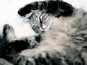 cat-feline-tabby-cat-pet-lazy-cat-1540874.jpg