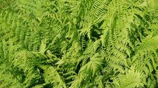 fern-green-plant-leaf-fern-spring-1438113.jpg