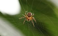 spider-web-insect-nature-cobweb-918485.jpg