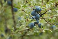 blackthorn-schlehe-fruit-957295.jpg