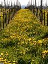 vineyard-winegrowing-vine-52507.jpg