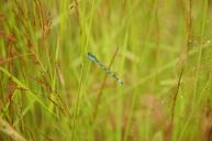 dragonfly-nature-grassland-blue-413322.jpg