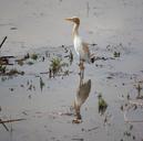 egret-bird-white-standing-water-390947.jpg