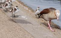 geese-waterfowl-gosling-chicks-352035.jpg