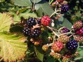 blackberries-berries-fruits-leaves-230140.jpg