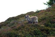 alpine-ibex-ibex-young-animals-579567.jpg