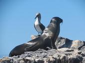 seal-blue-footed-booby-bird-avian-255522.jpg