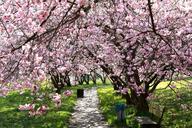 cherry-blossoms-cherries-spring-1343850.jpg