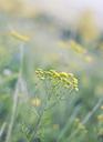 meadow-flowers-nature-plants-524502.jpg