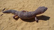 leopard-gecko-lizard-wild-reptile-1659891.jpg