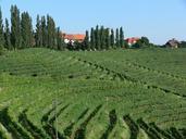 vineyard-nature-green-485171.jpg