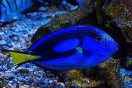 aquarium-fish-sea-%E2%80%8B%E2%80%8Baquarium-water-1002948.jpg