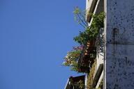 window-sill-plant-sky-balcony-615630.jpg