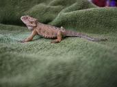 chameleon-lizard-reptile-green-636944.jpg