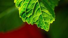 green-leaf-plant-nature-texture-570524.jpg