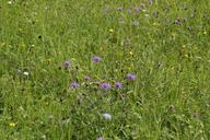 meadow-flower-meadow-summer-413395.jpg