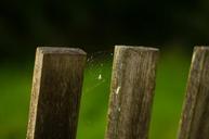 fence-web-spider-macro-insect-626239.jpg