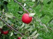 apple-tree-branch-fruit-ripe-387430.jpg