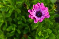 daisy-african-daisy-macro-flower-1626382.jpg