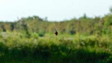 web-spider-network-insects-1542119.jpg