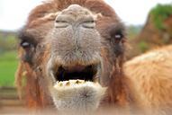 camel-animal-mammal-751716.jpg