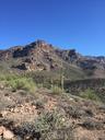 desert-cactus-arizona-nature-1197271.jpg