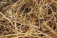 straw-field-harvest-397036.jpg