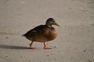 duck-feathers-bird-animal-1539057.jpg