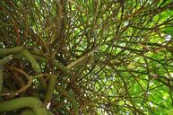 tree-willow-nature-green-1566317.jpg