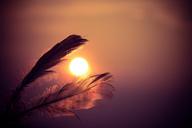 feathers-sunset-orange-evening-933657.jpg