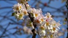 cherry-blossoms-blossom-bloom-pink-222371.jpg