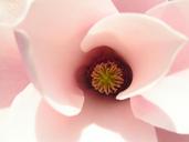 magnolia-tulip-magnolia-flower-265992.jpg