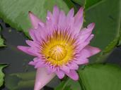 water-lily-flower-lily-pad-thailand-579344.jpg