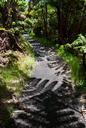 trail-shadow-hiking-path-fern-300525.jpg