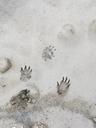 footprints-sand-nature-wildlife-829888.jpg