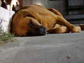 dog-sleeping-side-of-the-road-645291.jpg