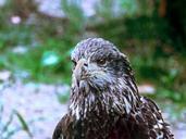 bald-eagle-eagle-bird-raptor-315115.jpg