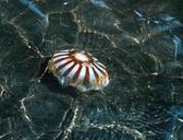 Jellyfish chrysaora melanster shallow water.jpg